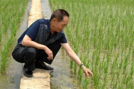 Dự án "hạt phượng hoàng" tạo ra cây lúa khổng lồ cao vượt đầu người, tham vọng nuôi sống hàng tỷ người của Trung Quốc