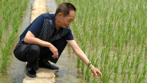 Dự án "hạt phượng hoàng" tạo ra cây lúa khổng lồ cao vượt đầu người, tham vọng nuôi sống hàng tỷ người của Trung Quốc