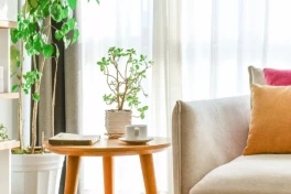 7 vị trí vàng đặt cây cảnh theo phong thủy: Hút tài lộc, thanh lọc không khí cho tổ ấm