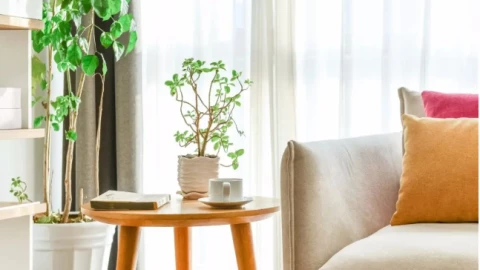 7 vị trí vàng đặt cây cảnh theo phong thủy: Hút tài lộc, thanh lọc không khí cho tổ ấm