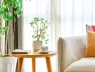 7 vị trí vàng đặt cây cảnh theo phong thủy: Hút tài lộc, thanh lọc không khí cho tổ ấm