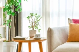 Phong thủy cây cảnh: Đặt đúng 7 vị trí này, nhà bạn sẽ vượng khí, tài lộc dồi dào