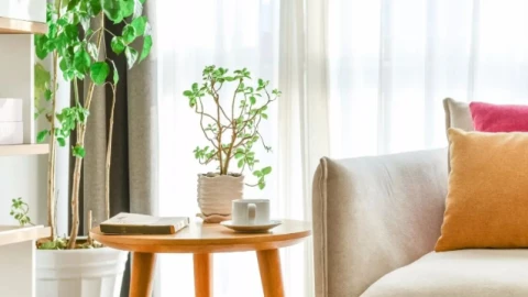 Phong thủy cây cảnh: Đặt đúng 7 vị trí này, nhà bạn sẽ vượng khí, tài lộc dồi dào