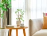 Phong thủy cây cảnh: Đặt đúng 7 vị trí này, nhà bạn sẽ vượng khí, tài lộc dồi dào