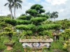 Nhà giàu thường trồng 5 loại cây này: Bí quyết hút tài lộc, bình an cho gia đình