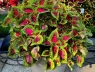 Bốn con giáp được dự báo bứt phá tài chính trong tháng 8