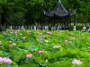 Tuổi Mùi cần lưu ý gì trong tiết Đại Thử 2026: Vì sao dễ chuột rút ban đêm