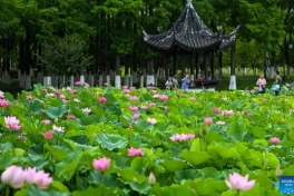Tuổi Mùi cần lưu ý gì trong tiết Đại Thử 2026: Vì sao dễ chuột rút ban đêm
