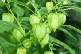 Loại rau mọc dại đầy ở Việt Nam lại là "liều thuốc" ngừa ung thư, chống tiểu đường