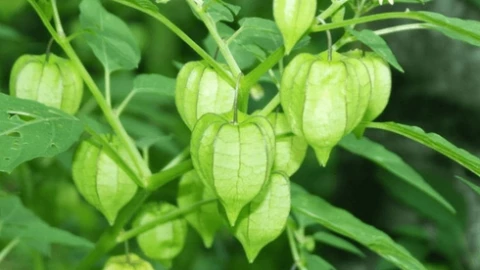 Loại rau mọc dại đầy ở Việt Nam lại là "liều thuốc" ngừa ung thư, chống tiểu đường