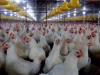 Vì sao gà công nghiệp trên toàn thế giới lại khoác "đồng phục" bộ lông màu trắng?