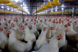 Vì sao gà công nghiệp trên toàn thế giới lại khoác "đồng phục" bộ lông màu trắng?
