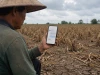 Tin lời chatbot pha thuốc trừ sâu, nông dân làm "bốc hơi" 10 ha hoa màu trong một đêm