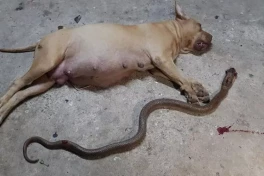 Rắn độc đối đầu với "vua chó chọi" Pitbull - kết cục sẽ ra sao?