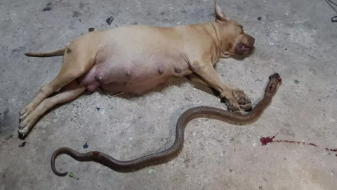 Rắn độc đối đầu với "vua chó chọi" Pitbull - kết cục sẽ ra sao?