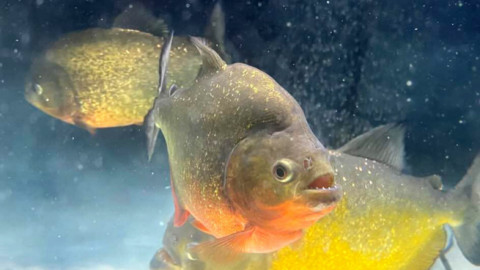 Cá sấu có sợ Piranha không? Kèo cá sấu đấu Piranha thì con nào ăn?