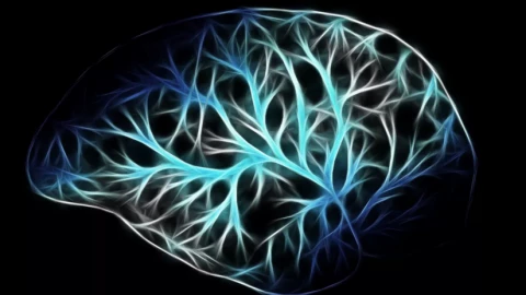 Sốc: Não người thực chất là hai cơ quan riêng biệt ghép lại chứ không phải một khối?