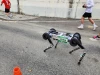 Robot chó RAIBO2 hoàn thành marathon nhanh hơn người, chỉ với một lần sạc