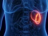Phát hiện mới: Lá lách có thể ảnh hưởng đến suy giảm nhận thức ở phụ nữ