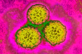 Nghiên cứu mới: 1/8 ca ung thư toàn cầu liên quan đến khuẩn HP và virus HPV, có thể phòng ngừa được