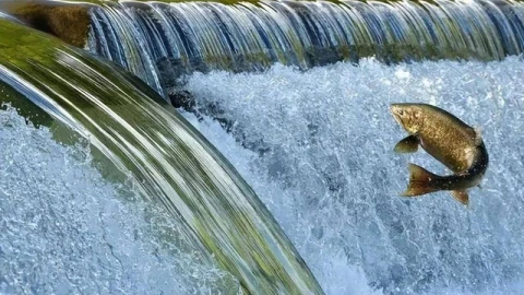 Hành trình di cư hàng ngàn cây số trở về nguồn cội của cá hồi