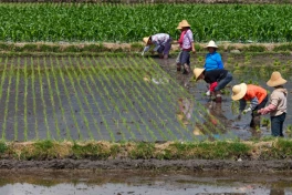 Giống lúa cao 2 mét vượt đầu người trồng được ở sa mạc, lại nuôi sống thêm hàng chục triệu người