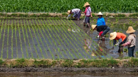 Giống lúa cao 2 mét vượt đầu người trồng được ở sa mạc, lại nuôi sống thêm hàng chục triệu người