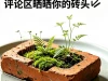 Nuôi... gạch như thú cưng trở thành trào lưu mới của người trẻ Trung Quốc