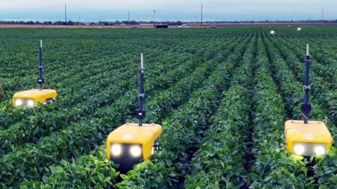 Robot tích hợp AI đang thay đổi ngành nông, bớt phun thuốc diệt cỏ hơn trước