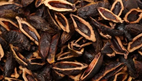 Thứ quả người Việt ít ai ngó ngàng nhưng sang Trung Quốc lại trở thành 'vàng ròng' có sức hút cực lớn