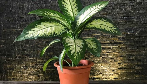 5 bí mật phong thủy các thầy tướng số không bao giờ tiết lộ