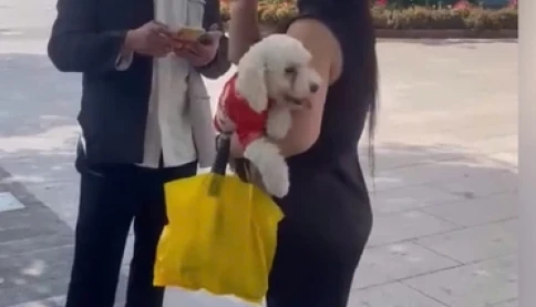 Bắt khẩn cấp Tưởng Chí Huy, người 'bênh' chó của bạn gái, đánh bảo vệ tại phố đi bộ