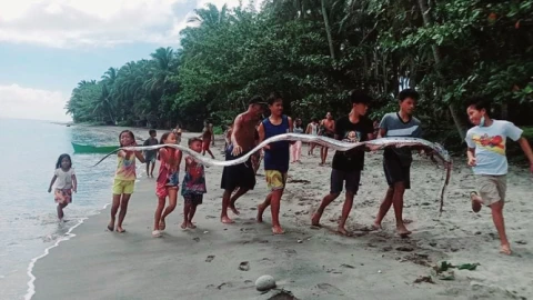 Cá mái chèo khổng lồ dài 4,5 mét bị "tóm"