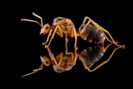 Huy động drone và công nghệ DNA để tiêu diệt "đội quân" phun axit, đã tàn sát 30 triệu con cua