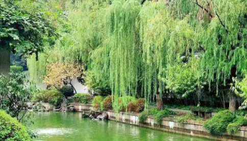 Ông chú 65 tuổi không tái hôn, đã tìm ra một cách đặc biệt thông minh để tận hưởng tuổi già