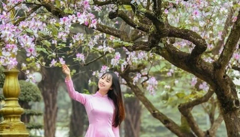 Tháng 3, hoa ban nở tím những góc đường Hoàng Diệu, Bắc Sơn, Thanh Niên, Yên Phụ ở Hà nội