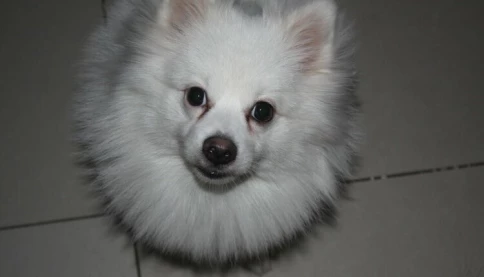 Hai thanh niên phố ngáo ngơ