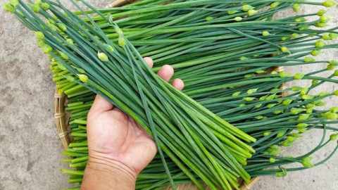 Loài rau thơm ngon không nhiều người biết,  bổ thận tráng dương, kích thích sinh lý