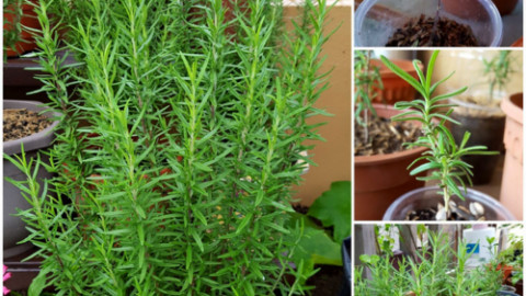 Làm thế nào trồng cây hương thảo không bị chết?