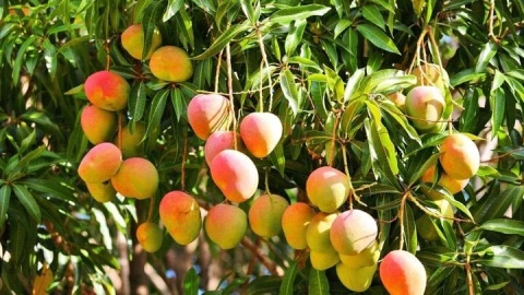 Giàu “nứt đố đổ vách” khi trồng loại cây này trước cửa nhà