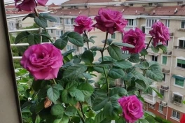Trồng hoa hồng trên ban công không lãng mạn như bạn tưởng