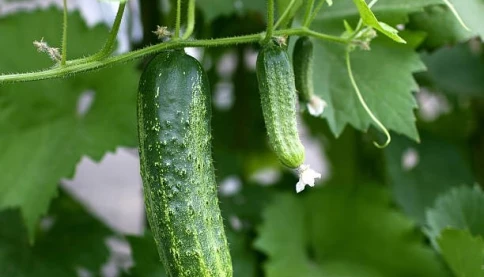 Điều gì xảy ra khi bạn ăn dưa chuột thường xuyên?