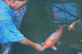 Đây là cụ cá Koi hơn 200 năm tuổi, thân màu đỏ, nặng 7,5 kg