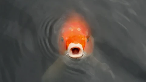 Đây là cụ cá Koi hơn 200 năm tuổi, thân màu đỏ, nặng 7,5 kg