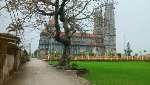 Đang mùa hoa gạo rồi, có ai còn nhớ?