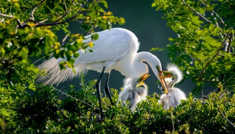 Bài thơ 'Con cò' của Trà Bình - Văn học Việt Nam