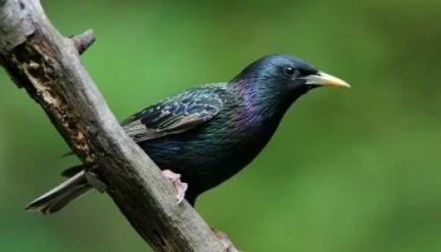 Đến với bài thơ hay: Buồn con chim sáo