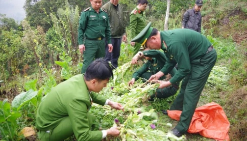 1.000 cây thuốc phiện trong vườn rau cải tại Hà Giang "trốn đâu cho thoát"