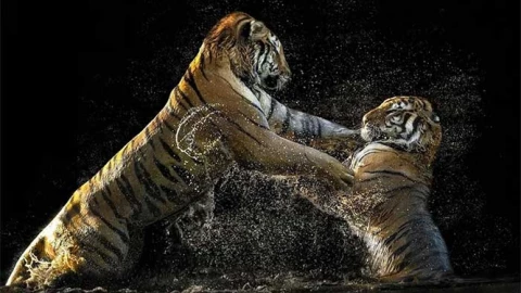 Kinh ngạc trước những khoảnh khắc tuyệt đẹp của chúa sơn lâm