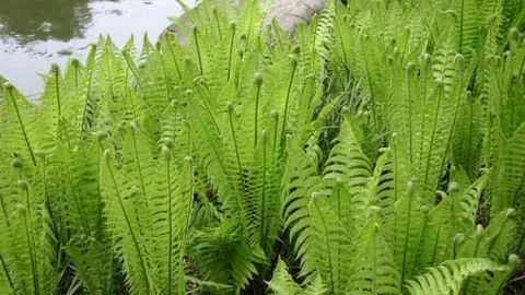 Kinh ngạc loại cây mọc dại đầy trên tường ở Việt Nam lại có thể làm thức ăn